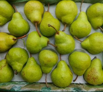 English pear