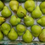 English pear