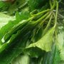 fresh ugu leave