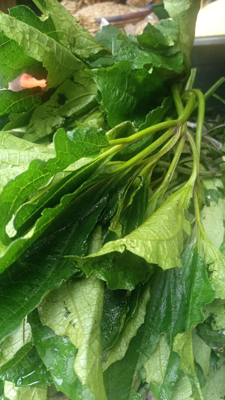 fresh ugu leave