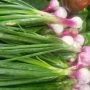 spring onions