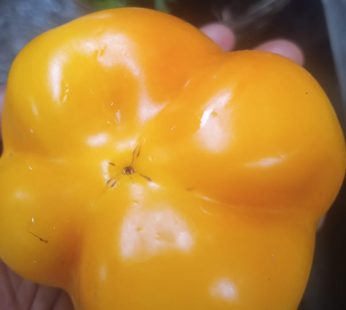 yellow Ball pepper
