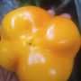 yellow Ball pepper