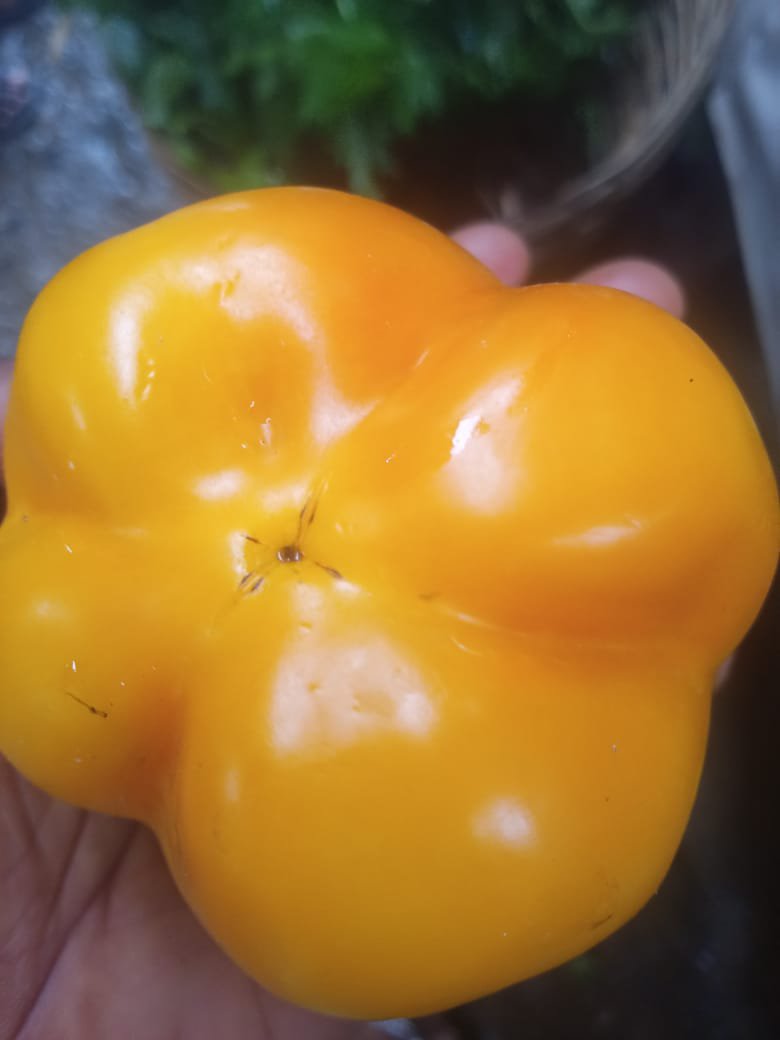 yellow Ball pepper