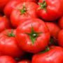 a plate of tomatoes