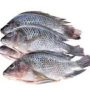 a kilos of Tilapia