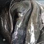 live catfish