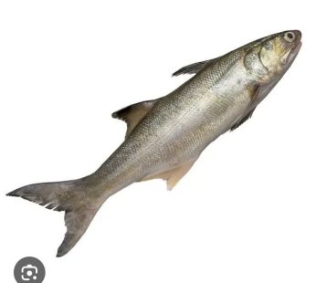 Simon fish 1.7 kilos