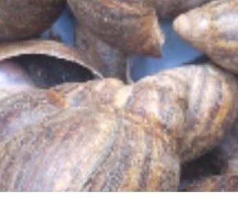 snail  (small 4 pic