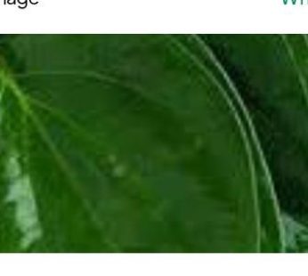 okazi leaf