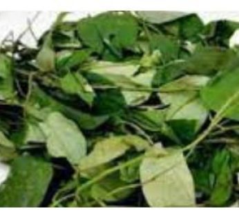 uziza leaf