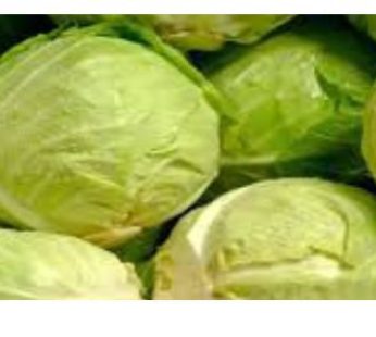 cabbage  small
