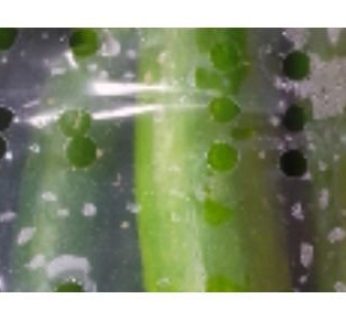 baby cucumber