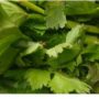 celery