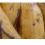 Bunch of plantain