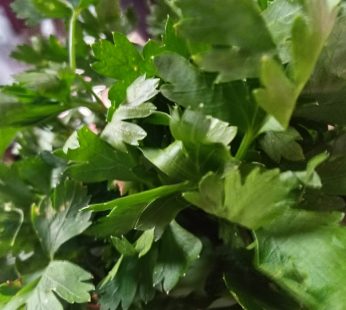 mint leaf