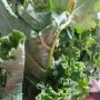Kale leaf