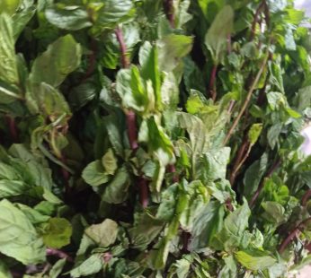 mint leaf