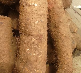 yam samll