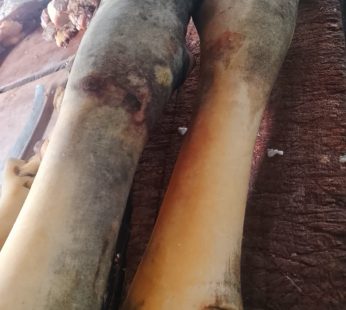 Cow legs