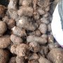 CoCo yam