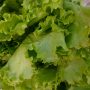 Fresh Lettuce leaves