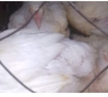 life chicken soft