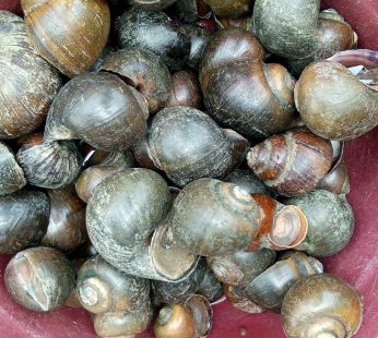 water snail one mudu