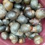 water snail one mudu